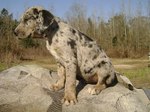 Catahoula Cur dog on a picnic