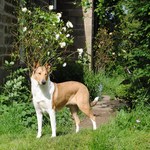 Collie Smooth dog and flowers